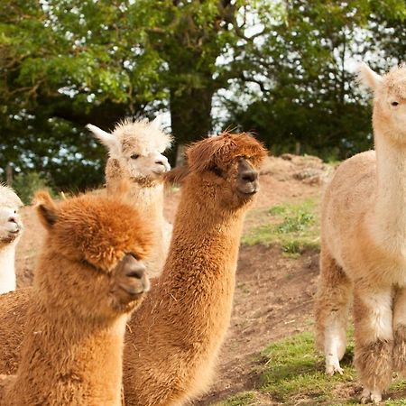 The Llama Hut Kirklevington ภายนอก รูปภาพ